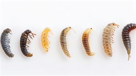 centipede larva|Iba pa.